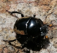 Scarabaeus rusticus