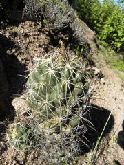 Coryphantha glassii