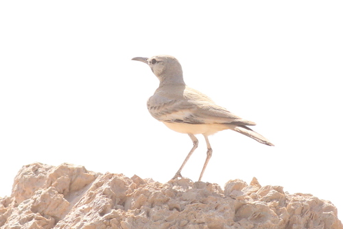 Alondra ibis (Alaemon alaudipes)