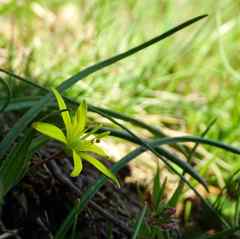 Gagea pratensis