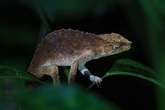 Rhampholeon platyceps