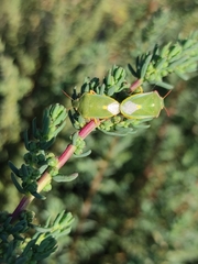 Brachynema purpureomarginatum