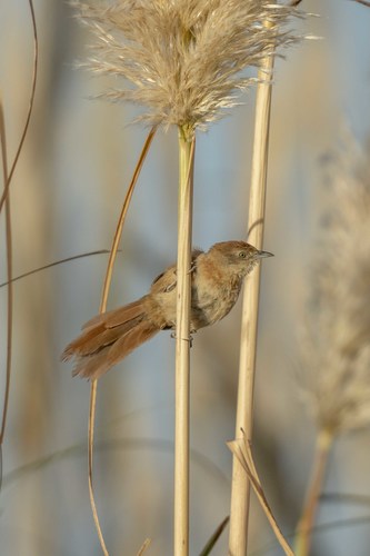 Freckle-breasted Thornbird (Phacellodomus striaticollis)