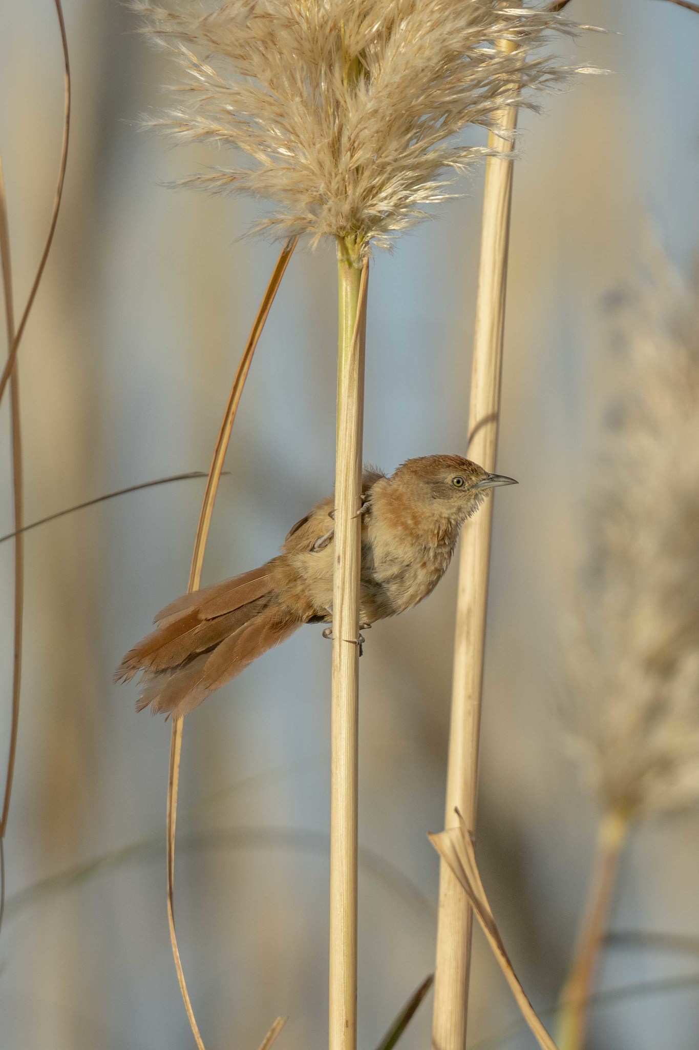 Freckle-breasted Thornbird illustration