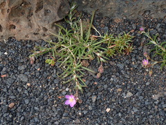 Spergularia fimbriata