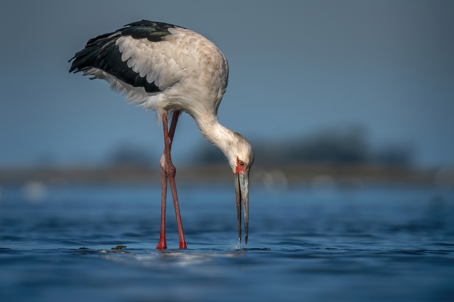 Maguari Stork illustration