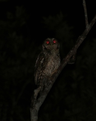 Megascops sanctaecatarinae