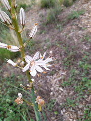 Asphodelus cerasiferus