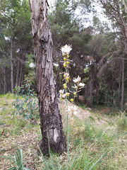 Asphodelus tenuifolius