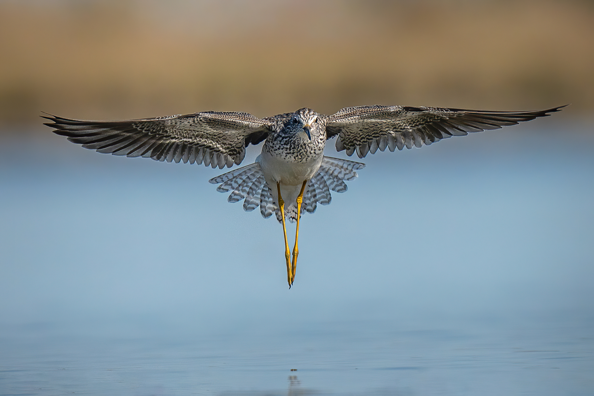 Lesser Yellowlegs (Tringa flavipes)