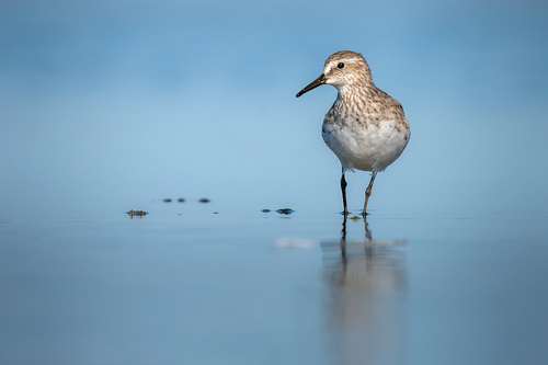 Correlimos culiblanco (Calidris fuscicollis)