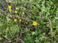 Calendula suffruticosa