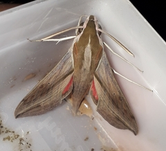 Hippotion boerhaviae