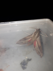 Hippotion boerhaviae