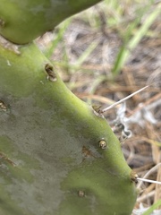 Opuntia humifusa var. austrina image