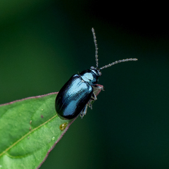 Altica cyanea