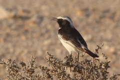 Oenanthe moesta
