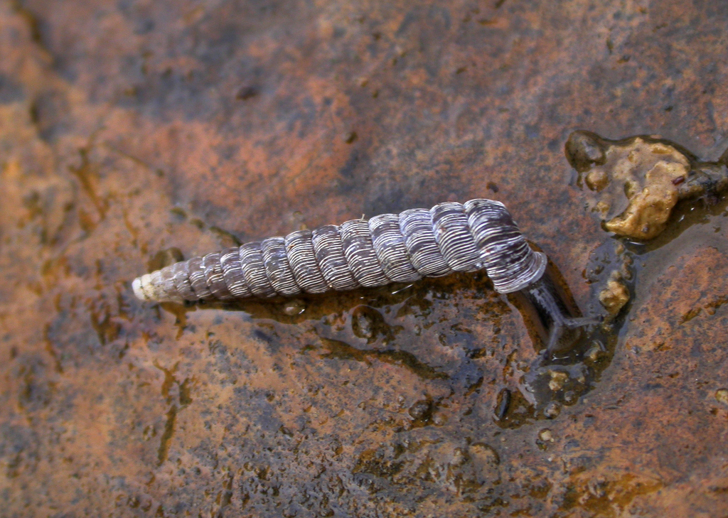 Eucalodiidae