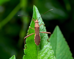Riptortus linearis