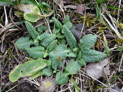 Primula veris