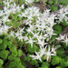 Woodland Stonecrop - Photo (c) BlueRidgeKitties, some rights reserved (CC BY-NC-SA)