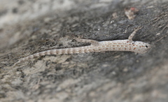 Pristurus