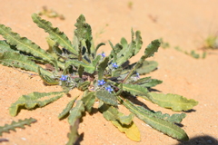 Anchusa aggregata