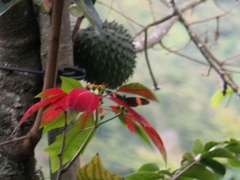 Heliconius erato hydara