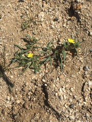 Camissoniopsis pallida