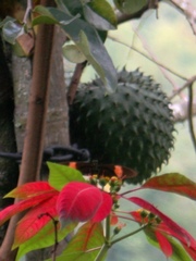 Heliconius erato hydara