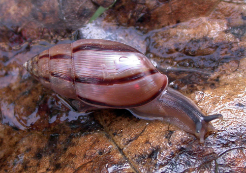 Wolfsnails