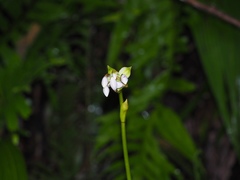 Spathoglottis