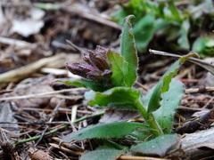 Pulmonaria officinalis