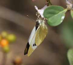 Teracolus eris contractus