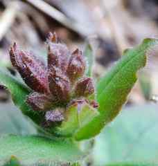 Pulmonaria officinalis