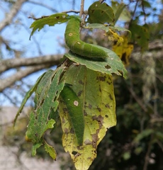 Charaxes xiphares draconis