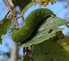 Charaxes xiphares draconis