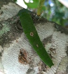 Charaxes xiphares draconis