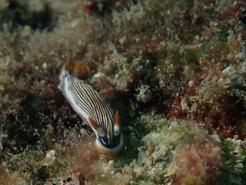 Chromodoris burni observed 2019-10-13