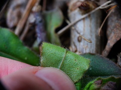 Pulmonaria officinalis