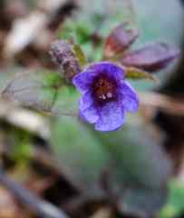 Pulmonaria officinalis