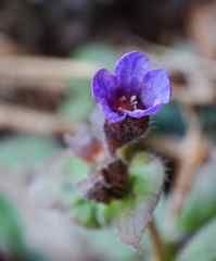 Pulmonaria officinalis