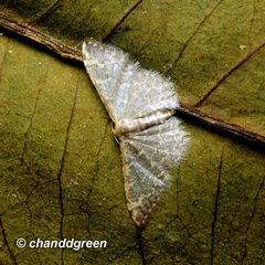 Idaea costiguttata