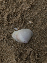 Mactra stultorum