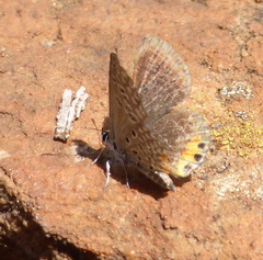 Freyeria trochylus