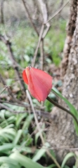 Tulipa