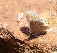 Freyeria trochylus