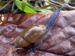 Streptostyla