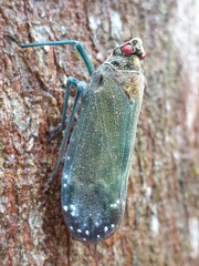Enchophora subviridis