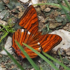 Cyrestini